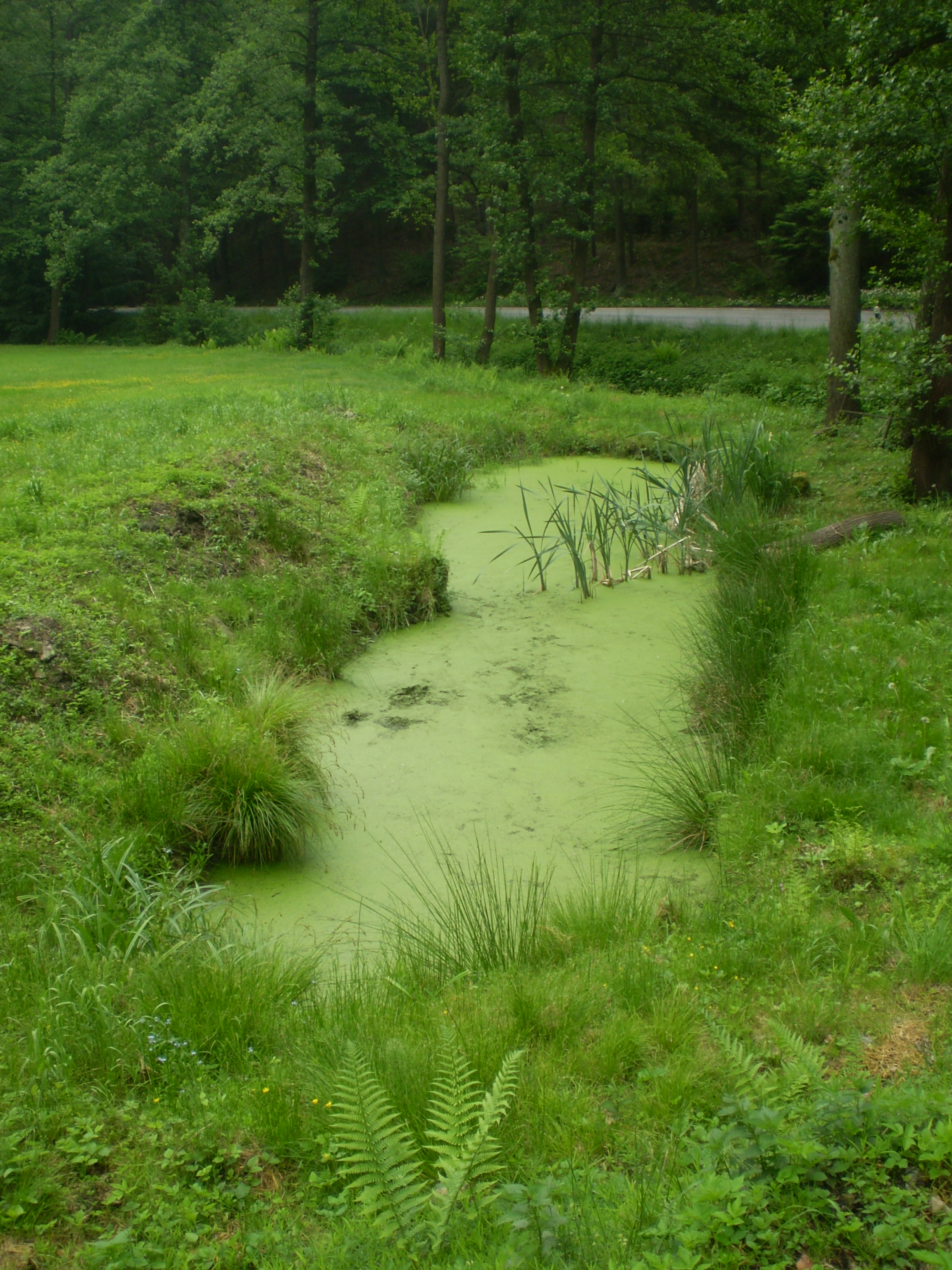 Týnec, 24.5.2009 022.jpg