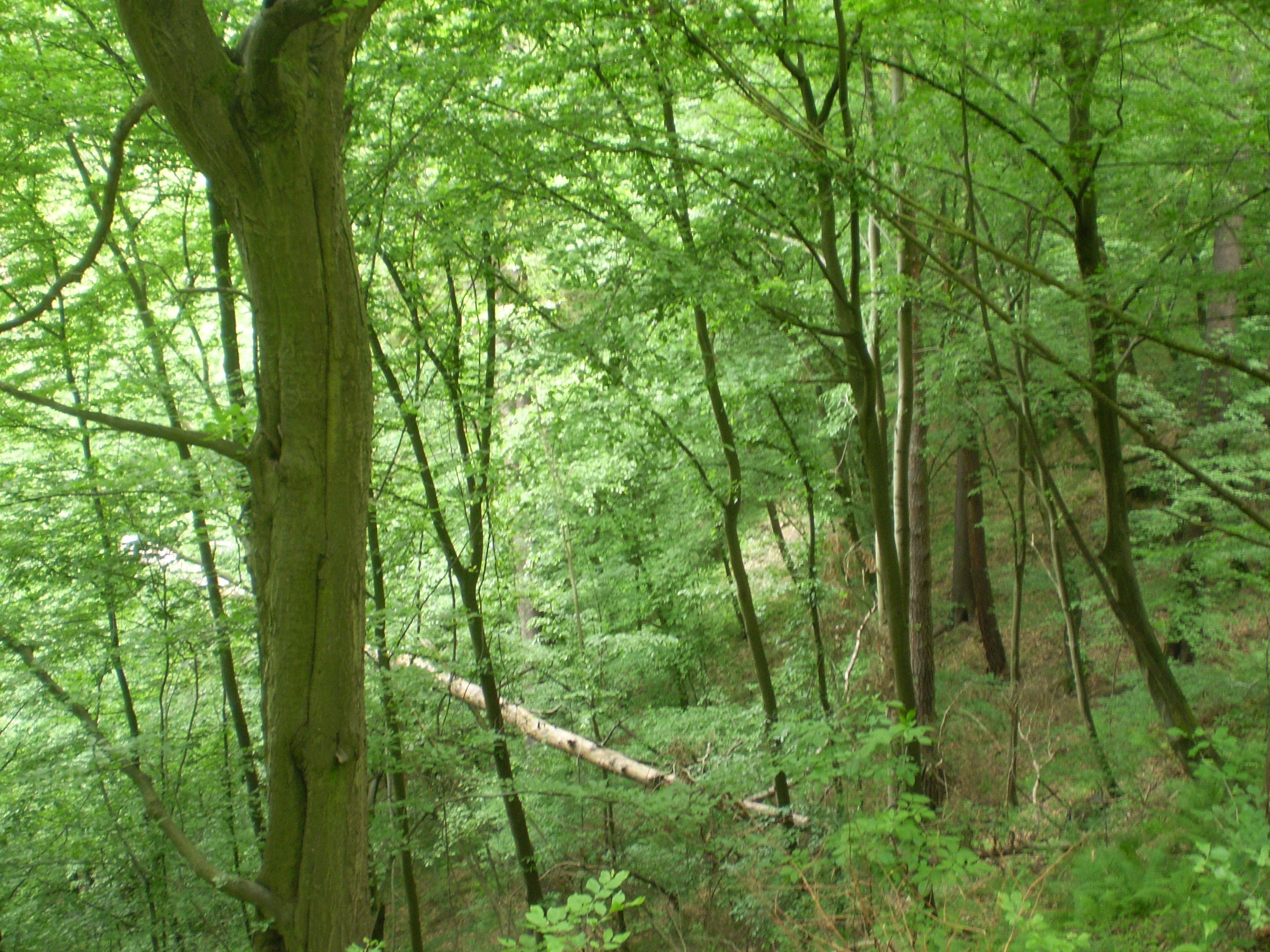 Týnec, 24.5.2009 019.jpg